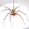 male_recluse