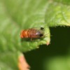 Male spotted wing drosophila on raspberry leaf.