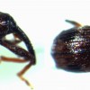 Female strawberry clipper weevil. Photo: Doug McPhie.