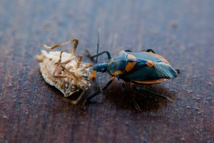 A Florida predatory stink bug, Euthyrhynchus floridanus, attacks a brown marmorated stink bug. (Photo: Steve Schoof)