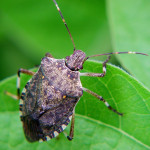 Brown marmorated stink bug adult