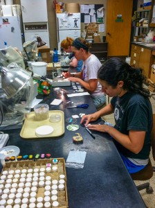 Preparing sentinel BMSB egg masses in order to detect predators and parasitoids. (Photo: Jim Walgenbach)