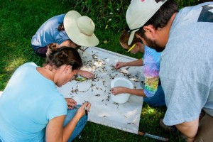 Researchers counting stink bugs on a beat cloth sample