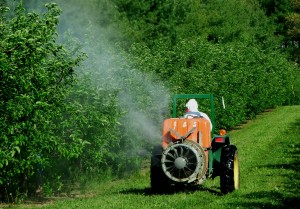 Airblast sprayer treating experimental plot of apple trees. (Photo: Steve Schoof)