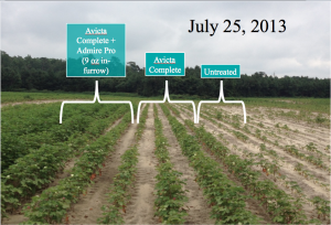 Cover photo for Planter Setup Critical for in-Furrow Insecticide + Seed Treatment Efficacy in Cotton