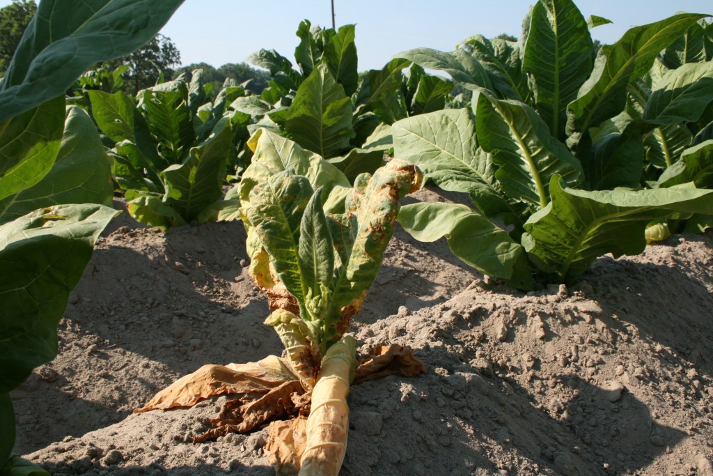 Tomato Spotted Wilt Virus Risk Forecasting in Tobacco NC
