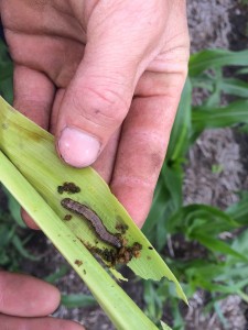 Cover photo for Resistant Fall Armyworm Has Shown Up Early