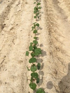 Cover photo for Keep Cotton Safe From Thrips Until Five Leaves