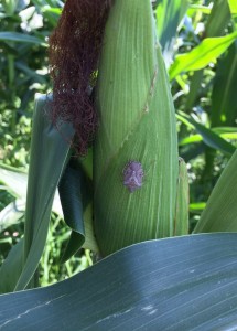 Cover photo for Don't Tank Mix an Insecticide Over Tasseled Corn