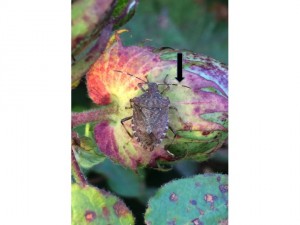 Cover photo for Brown Marmorated Stink Bug at Found at Damaging Levels in Piedmont Cotton- This Is a First...