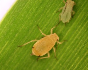 Cover photo for Be on the Lookout for White Sugarcane Aphid in Sorghum