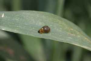 Cover photo for It's Been Warm! Know When to Check for Cereal Leaf Beetle in Wheat