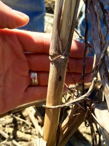 Cover photo for Why We Plant So Much Bt Corn in North Carolina