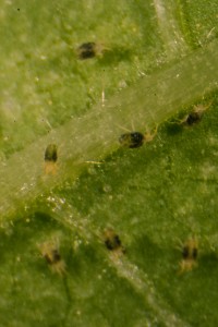 Two-spotted spider mites