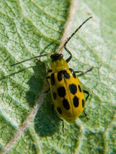 cucumber beetle