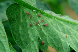 Potato aphids on tomato