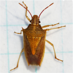 Cover photo for Check Wheat and Corn for Stink Bugs- Management Recommendations