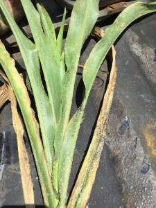 Cover photo for First Report of Sugarcane Aphid in NC Sorghum- Already Treating