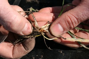 Cover photo for Managing Springtime Hessian Fly Infestations in Eastern NC
