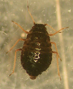 Cover photo for Be on the Lookout for a New Invasive Aphid of Wheat