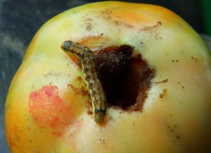 Tomato fruitworm larva on tomato