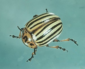 Colorado potato beetle