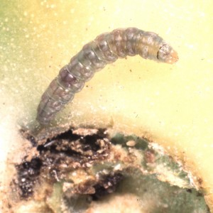 Tomato pinworm