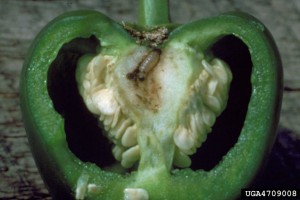 European corn borer on pepper