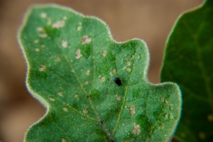 Flea beetle on eggplant