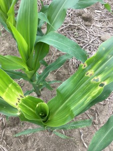 Cover photo for Poor Quality Corn Could Be From Seedling Insect Pests