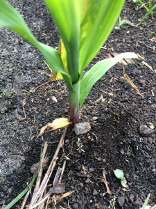 Cover photo for Manage Stink Bugs in Corn Before It Tassels