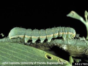 Armyworm larva