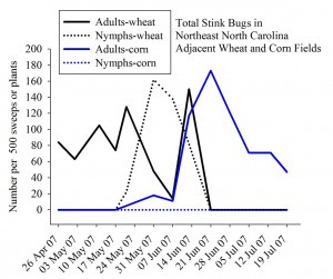 Cover photo for Stink Bugs Moving Into Corn