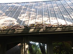 roof gutter clogged with leaves , debris and rainwater attract mosquitoes