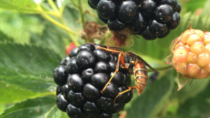 wasp on blackberry
