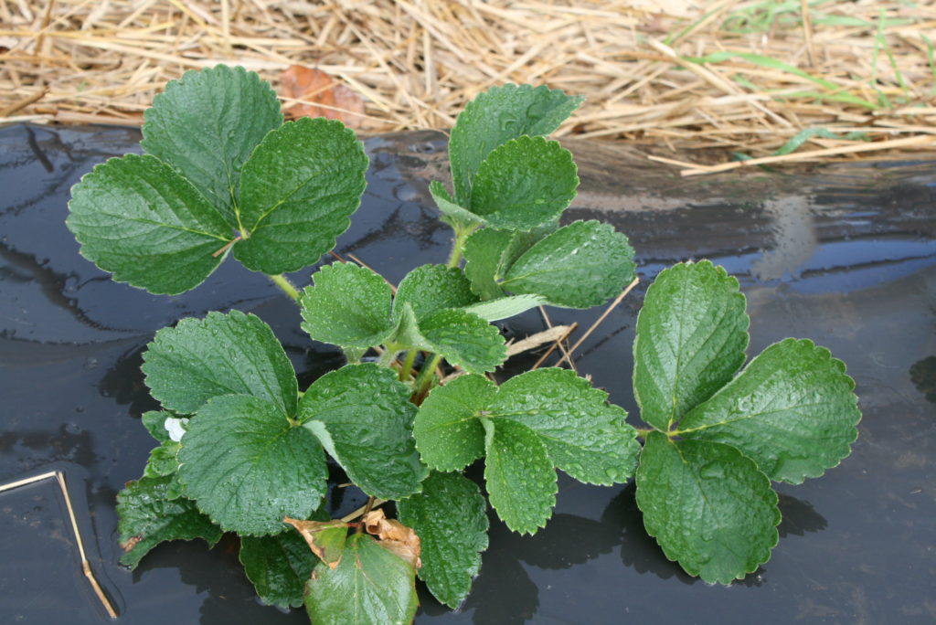 It’s Time to Scout (And Manage) Spider Mites in Strawberries NC State