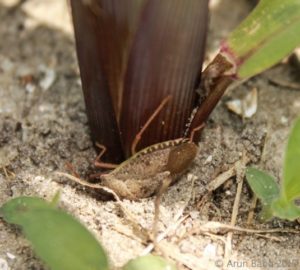Brown stink bug feeding on seedling corn