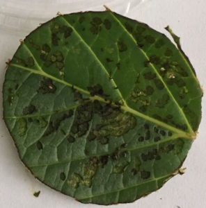 Flea beetle damage on hydrangea