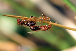 Winged fire ant "swarmers" and wingless workers on a weeds near a mound