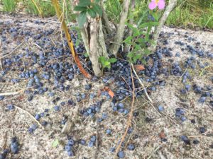 Cover photo for Blueberry Insect Monitoring Report, 23 June 2017