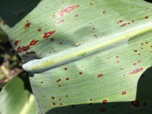 sugarcane aphid damage on leaf