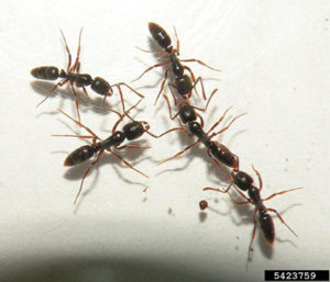 Asian needle ant workers