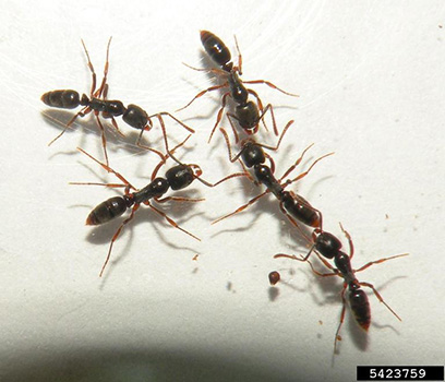 Asian Needle Ant | NC State Extension