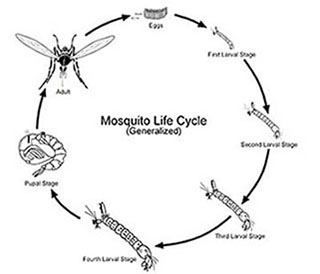 mosquito electrocutor