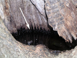 Tree hole filled with water.