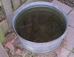Metal tub with stagnant water and leaf debris