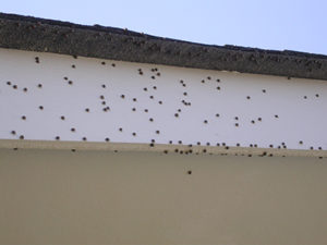 Kudzu Bugs on fascia board of house