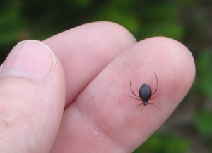 Cinara aphid on a person's finger