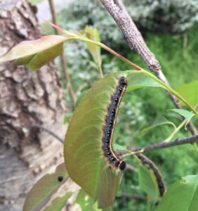Eastern tent caterpillar on a cherry leaf. Photo: SD Frank