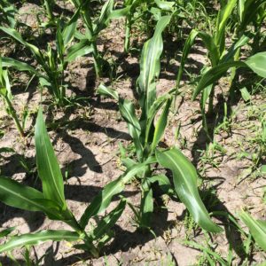 Cover photo for Time to Check for Corn Seedling Insect Pests (Billbugs, Stink Bugs, White Grubs, Wireworms)